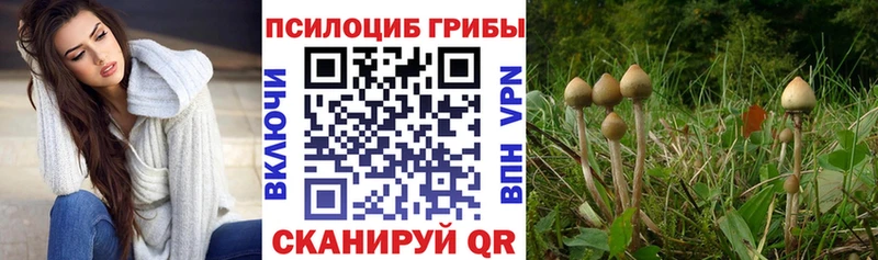 Галлюциногенные грибы Psilocybe  KRAKEN ссылки  darknet какой сайт  Гаврилов Посад 
